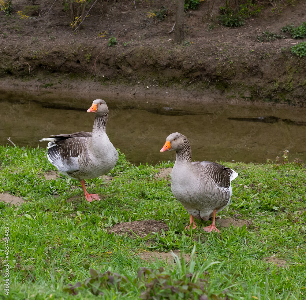 Greylag geese on the bank of a stream Greylag geese on the bank of a stream
