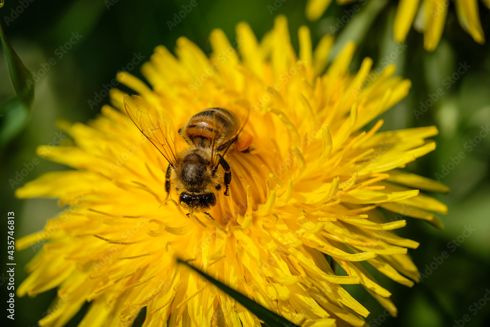 Honey bee on yellow dandelion flower Honey bee on yellow dandelion flower