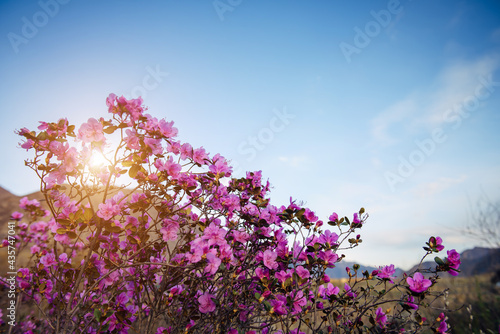 Pink rhododendron flowers in sunlight against the blue sky, close-up. Spring day in blooming garden. Maralnik bushes in Altai Mountains. Natural background, space for text.