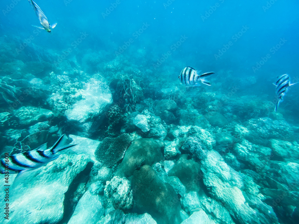 Fototapeta premium Under the sea Travel in the diving sea