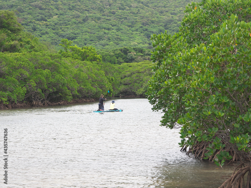 Okinawa,Japan - May 22, 2021: Mangrove field along Fukito river in Ishigaki island, Okinawa, Japan
Okinawa,Japan - May 22, 2021: Mangrove field along Fukito river in Ishigaki island, Okinawa, Japan