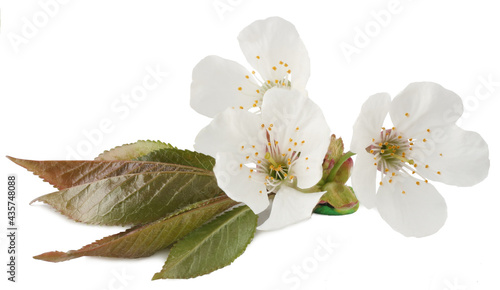 Flowers of cherry isolated on white background