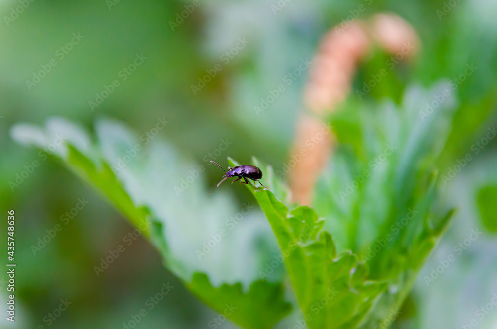 beetle on a leaf beetle on a leaf