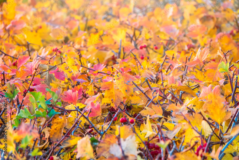 Branches with orange, green and yellow leaves in the autumn park. Branches with orange, green and yellow leaves in the autumn park.