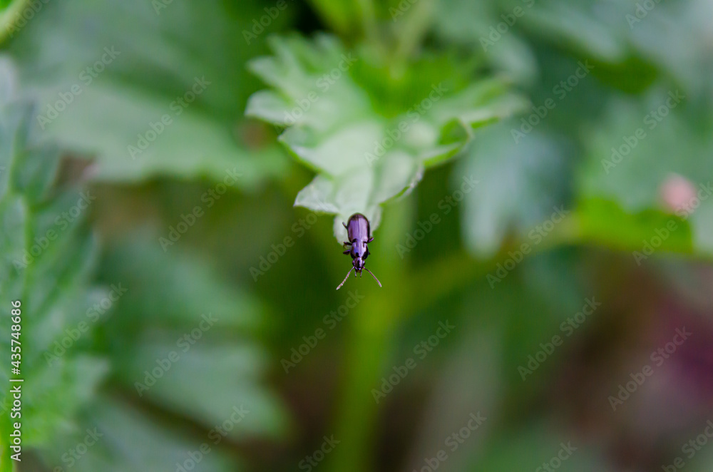 bug on a leaf bug on a leaf