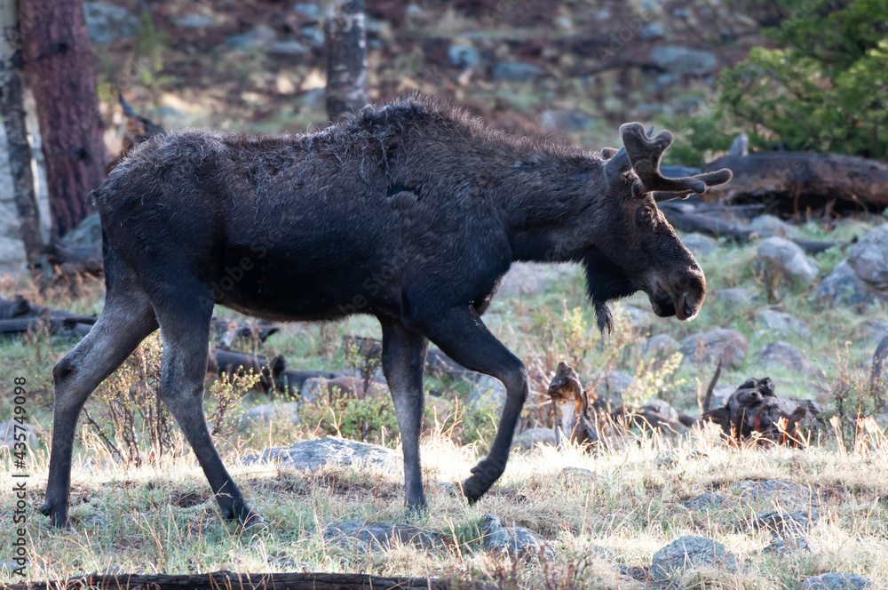 Big brown moose with antler grazing green bushes in the forest in the Rocky Mountains in Colorado Big brown moose with antler grazing green bushes in the forest in the Rocky Mountains in Colorado