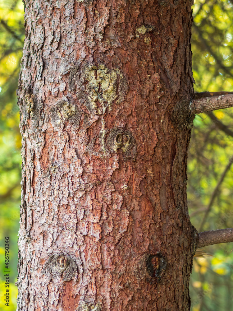 Obraz premium Bark of pine tree. The texture of spruce bark.