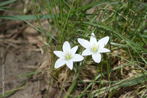 Two garden star-of-bethlehem in bloom closeup view