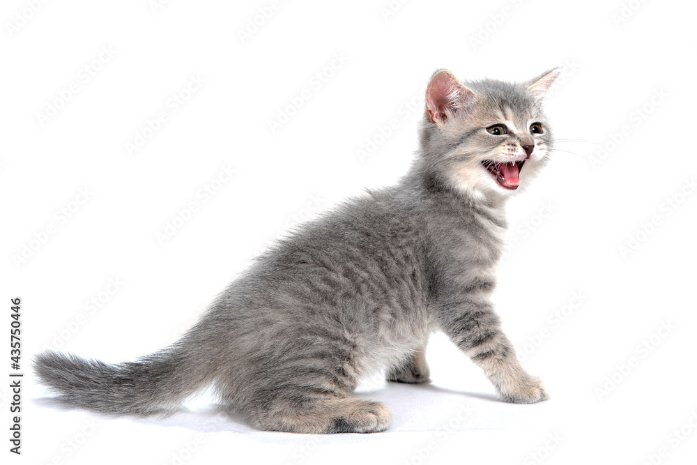 a gray purebred kitten sits on a white background with its mouth open