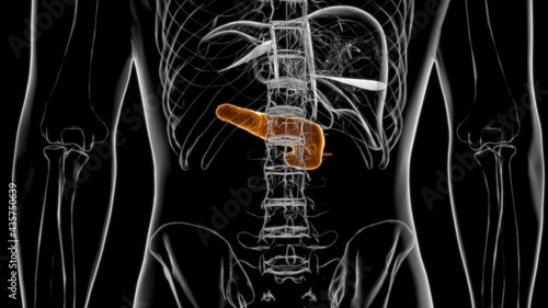 Human Digestive System Pancreas Anatomy For Medical Concept 3D