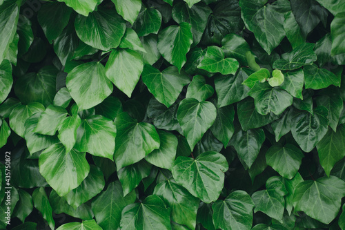 Green leaves pattern background minimalism copy space