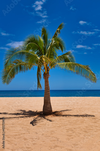 Single palm tree on perfect beach in Hawaii 