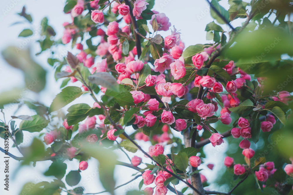 Obraz premium Apple tree branches with pink flowers