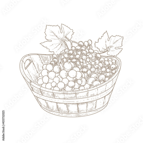 Grapes in a wooden basket, vintage vine in the style of woodcut
