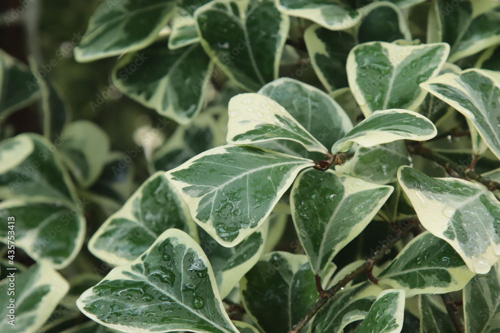 Ficus plant leaves. Ficus plant leaves.