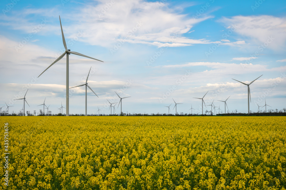 Blooming yellow canola field with wind turbines in the background in the countryside