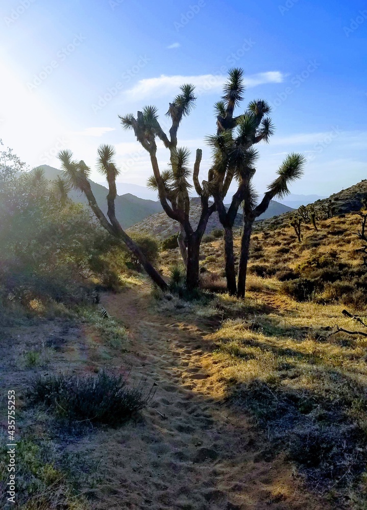 Sunlight Through Joshua Trees And Blue Sky Sunlight Through Joshua Trees And Blue Sky
