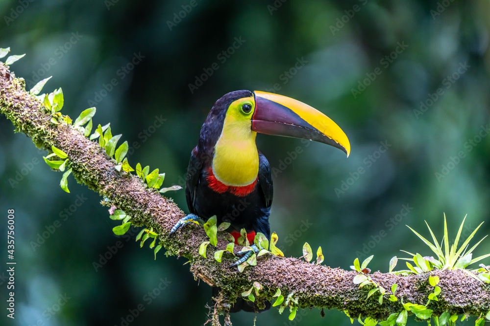 Fototapeta premium Bird with open bill, Chesnut-mandibled Toucan sitting on the branch in tropical rain with green jungle in background. Wildlife scene from nature.