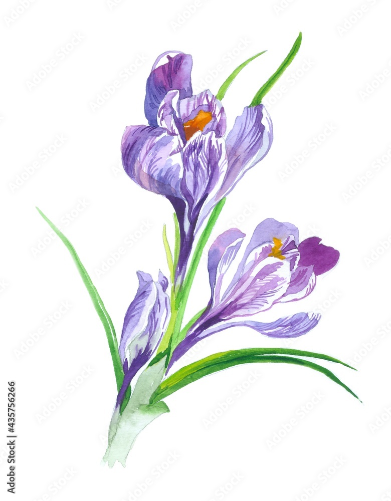Violet crocuses flowers watercolor isolated on white background botanical illustration. Hand painting.