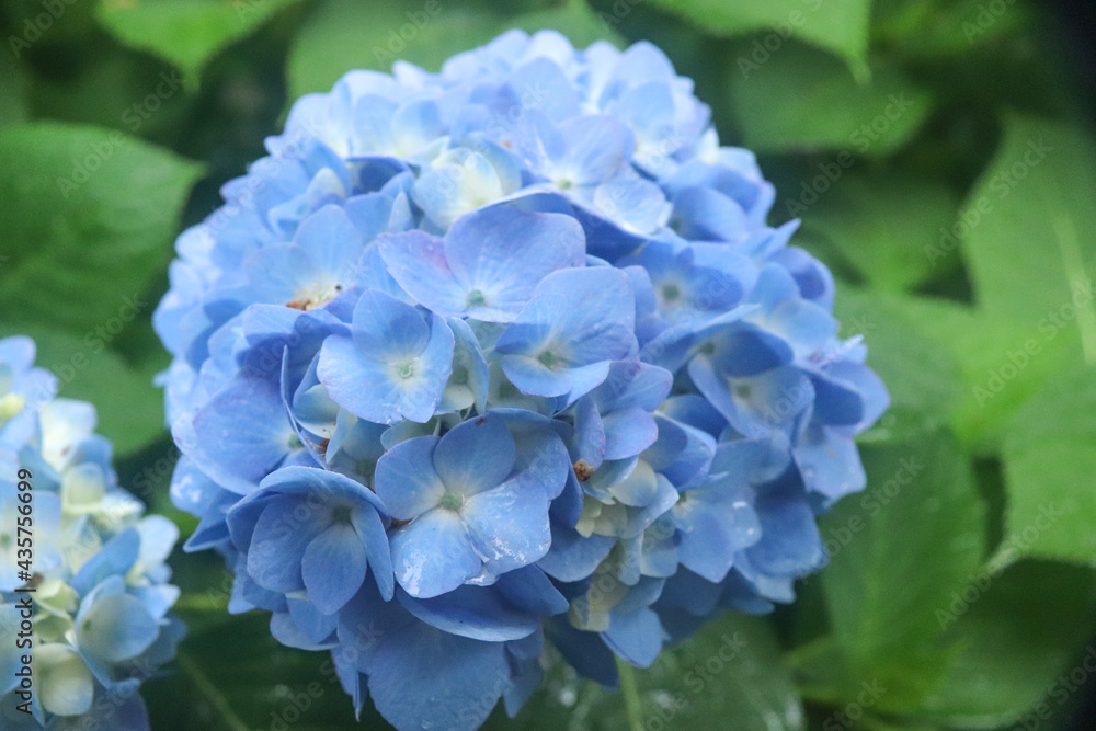あじさい 紫陽花 アジサイ ブルー 鮮やか 花びら かわいい 雨 梅雨 6月 リラックス グリーン 