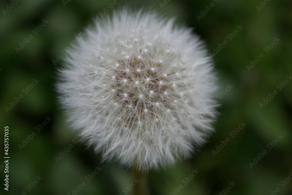 flower, nature, plant, green, flowers, spring, leaf, white, tree, flora, bloom, garden, summer, blossom, branch, fresh, leaves, close-up, bush, natural, grass, closeup, macro, foliage, beautiful flower, nature, plant, green, flowers, spring, leaf, white, tree, flora, bloom, garden, summer, blossom, branch, fresh, leaves, close-up, bush, natural, grass, closeup, macro, foliage, beautiful