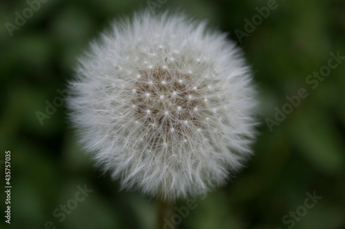 flower  nature  plant  green  flowers  spring  leaf  white  tree  flora  bloom  garden  summer  blossom  branch  fresh  leaves  close-up  bush  natural  grass  closeup  macro  foliage  beautiful