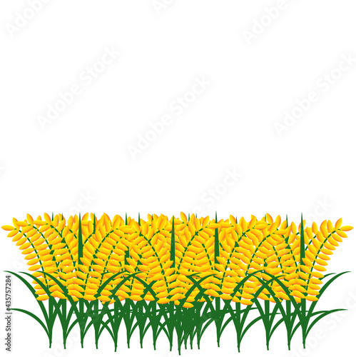 A vector of paddy plant on white background. Paddy plantation is another source of income for Malaysian.