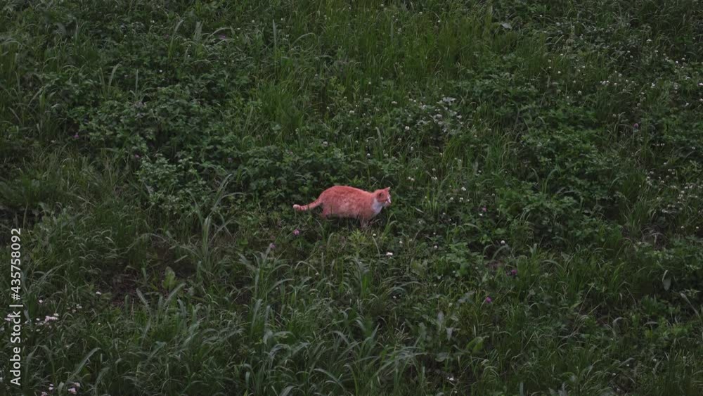 A Orange Tabby cat in a field at dusk A Orange Tabby cat in a field at dusk