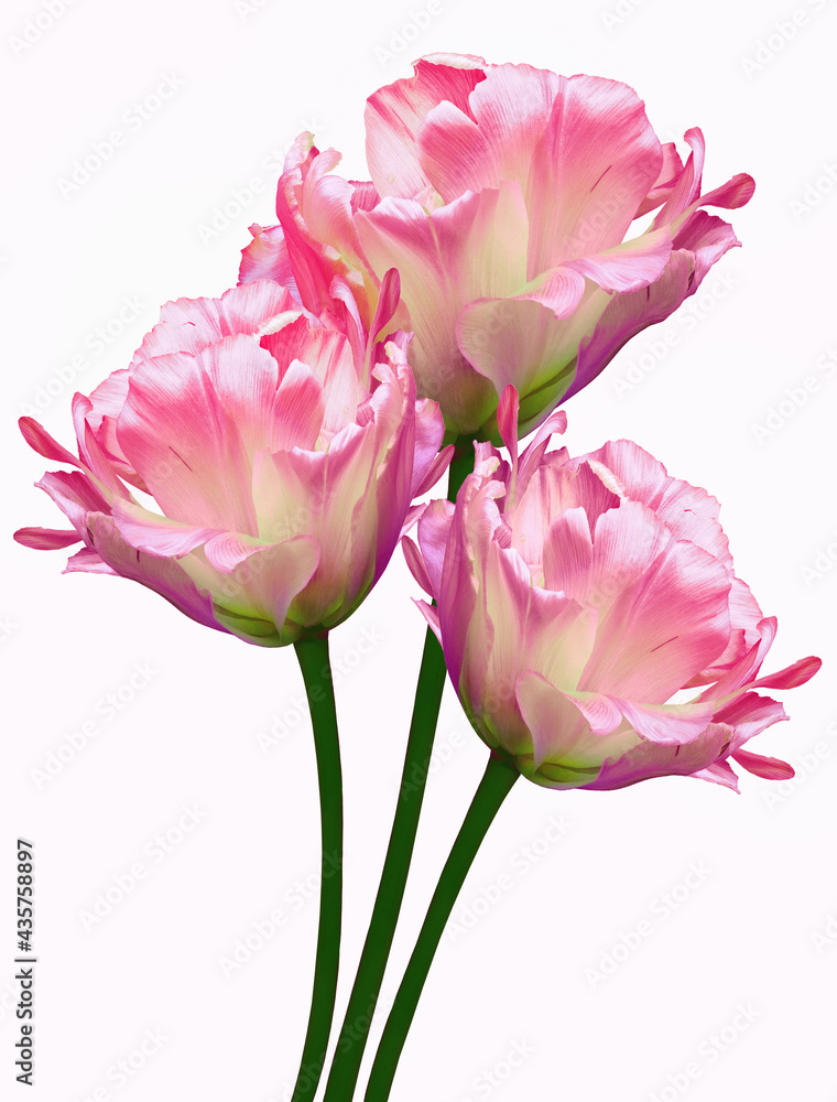 Pink  tulips  Flowers on a white isolated background.  For design.  Closeup.  Nature.