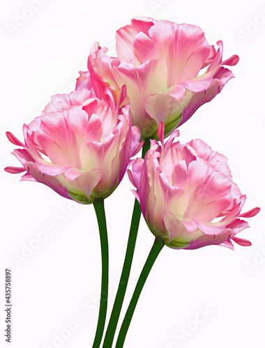 Pink tulips Flowers on a white isolated background. For design. Closeup. Nature.