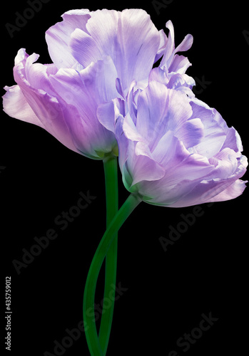 Purple tulips Flowers on black isolated background. For design. Closeup. Nature.