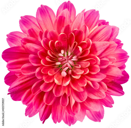 flower  pink chrysanthemum . Flower isolated on a white background. No shadows with clipping path. Close-up. Nature.