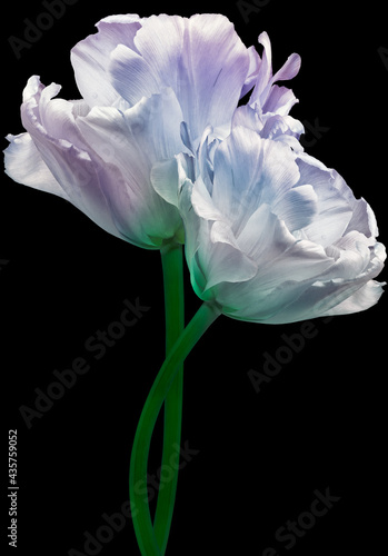 Fototapeta Naklejka Na Ścianę i Meble -  Purple  tulips  Flowers on  black isolated background.  For design.  Closeup. 