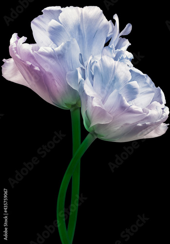 Purple and blue tulips Flowers on black isolated background. For design. Closeup. 