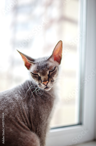 Funny cat sitting on window sill. A beautiful gray sphinx cat