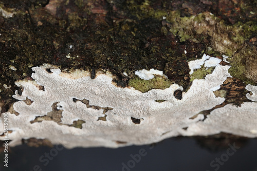 Canopora subfuscoflavida, previously known as Cinereomyces lindbladii, a polypore fungus from Finland with no common English name