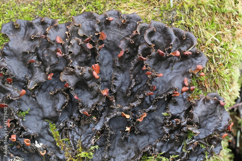 Peltigera praetextata, known as  scaly pelt lichen photo