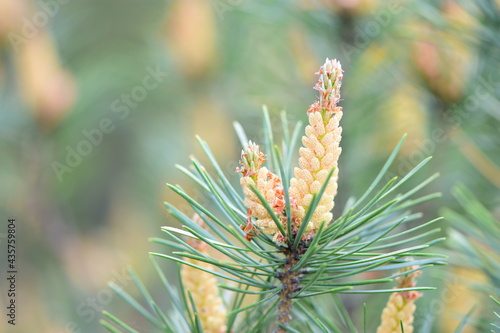 Wallpaper Mural close up of pine needles Torontodigital.ca