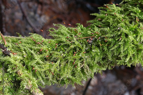 Brachythecium rutabulum, commonly known as Rough-stalked Feather-moss photo