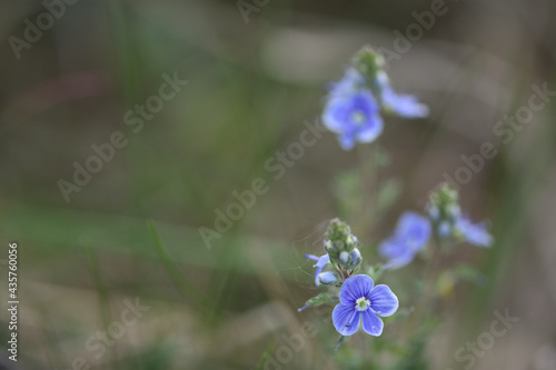 Wallpaper Mural forget me not flowers Torontodigital.ca