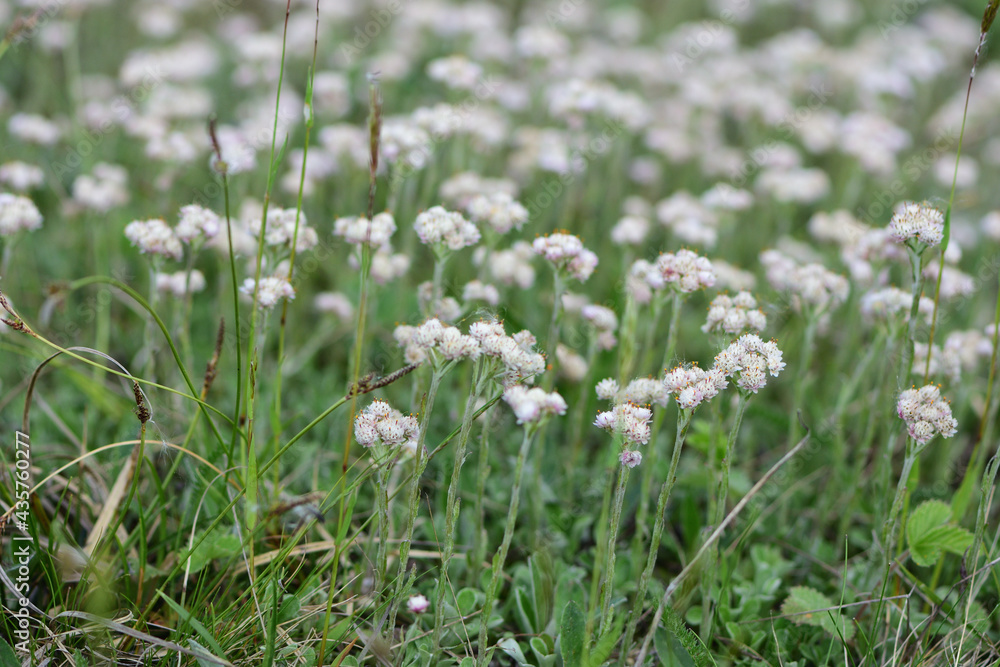 field of flowers