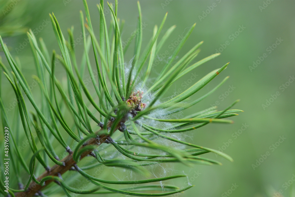 needles needles