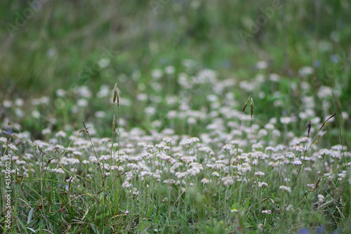 Wallpaper Mural grass in the morning Torontodigital.ca