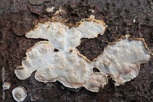 Antrodia serialis, known as serried crust fungus, wild polypore fungus from Finland photo