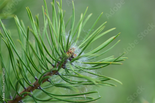 Wallpaper Mural needles Torontodigital.ca