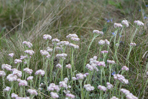 Wallpaper Mural flowers in the field Torontodigital.ca