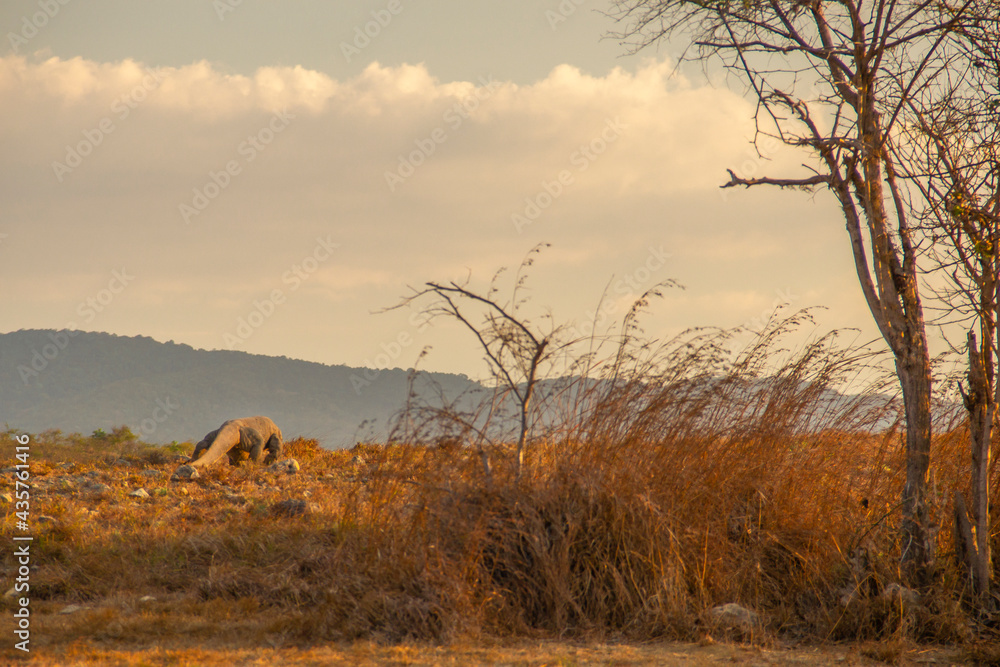 Obraz premium Komodo Dragon at Rinca Island Flores Indonesia
