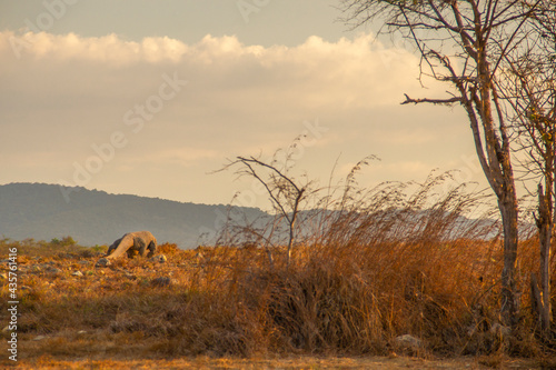 Komodo Dragon at Rinca Island Flores Indonesia