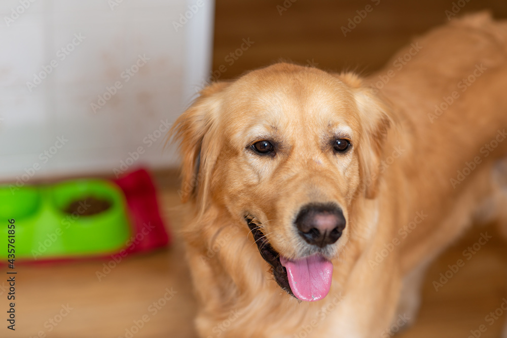 Cute golden labrador dog near bowl with food in kitchen.Closeup. Cute golden labrador dog near bowl with food in kitchen.Closeup.