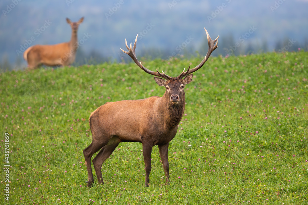 Majestic red deer, cervus elaphus, staring from clover meadow with hind in background in autumn. Disturbed stag looking angry in cloudy weather. Game with big antlers grazing on wildflower clearing. Majestic red deer, cervus elaphus, staring from clover meadow with hind in background in autumn. Disturbed stag looking angry in cloudy weather. Game with big antlers grazing on wildflower clearing.
